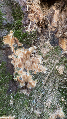 Radulomyces copelandii