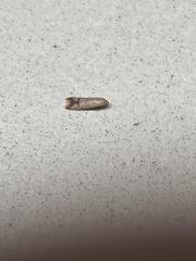 Tachystola hemisema