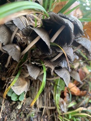 Coprinopsis atramentaria