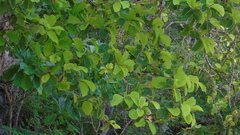 Curatella americana
