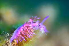 Flabellina affinis