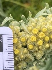 Pseudognaphalium cheiranthifolium