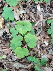 Hepatica transsilvanica