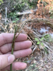 Sorghastrum