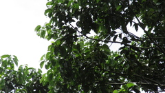 Aiouea montana