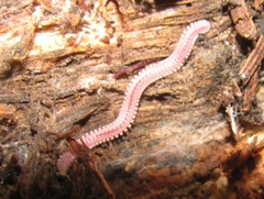 Gosodesmus claremontus