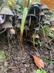 Coprinopsis atramentaria