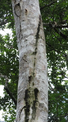 Aiouea montana