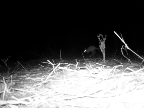 East African Spring Hare