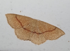 Cyclophora punctaria