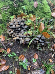 Coprinopsis atramentaria