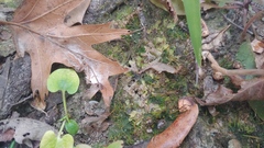 Phaeoceros carolinianus