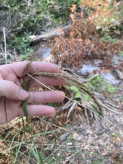 Sorghastrum