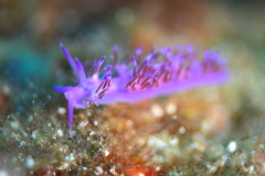 Flabellina affinis