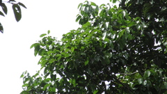 Aiouea montana