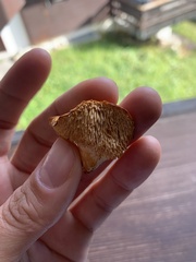 Hydnum rufescens