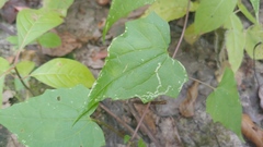 Leucospilapteryx venustella