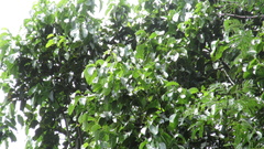 Aiouea montana