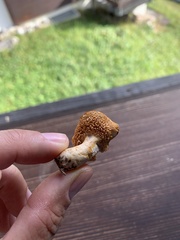 Hydnum rufescens
