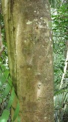 Aiouea montana