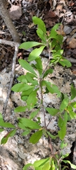 Sideroxylon lanuginosum