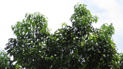 Aiouea montana