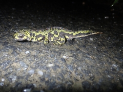 Triturus marmoratus