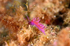 Flabellina affinis