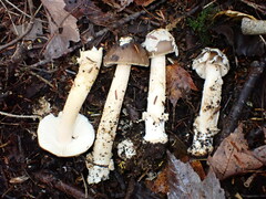 Amanita rhacopus