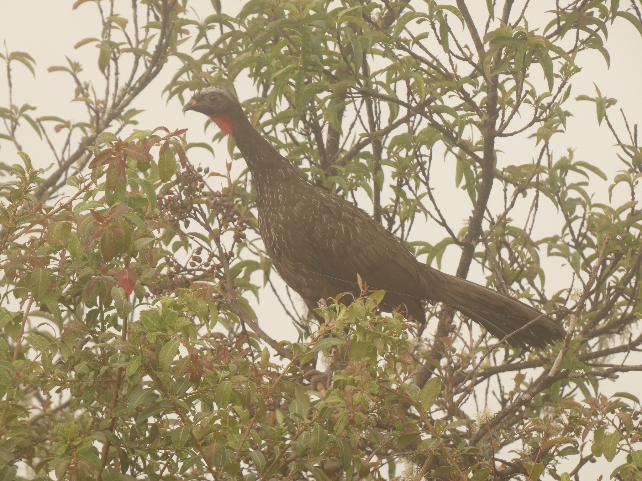 Red-faced Guan (Penelope dabbenei), photo 4