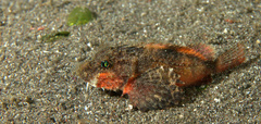 Minous trachycephalus
