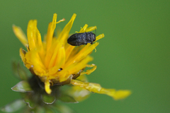 Anthaxia quadripunctata