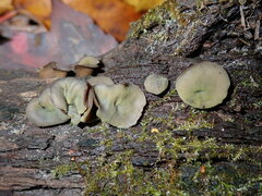 Chlorencoelia versiformis