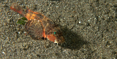 Minous trachycephalus