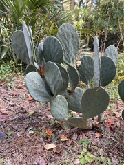 Opuntia tunoidea