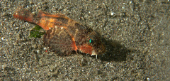 Minous trachycephalus