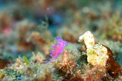 Flabellina affinis