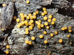 Hydropisphaera peziza