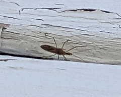 Zelus cervicalis