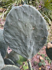 Opuntia tunoidea