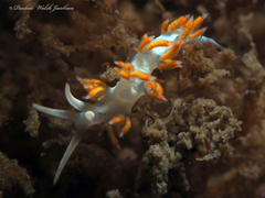 Flabellina dushia