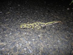 Triturus marmoratus