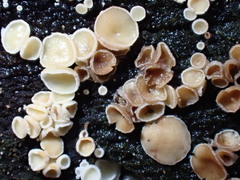 Lachnum brevipilosum