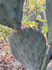 Opuntia tunoidea