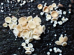 Lachnum brevipilosum