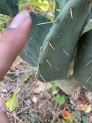 Opuntia tunoidea
