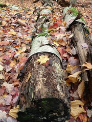 Lachnum brevipilosum