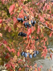 Viburnum prunifolium