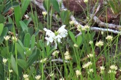 Platanthera blephariglottis