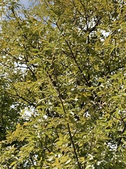 Fraxinus ornus